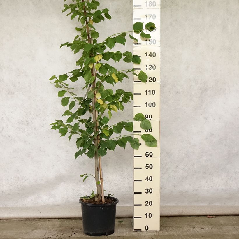 Tilia platyphyllos Rubra - Lime 7.5L/10L pot, Sapling sample as delivered in summer