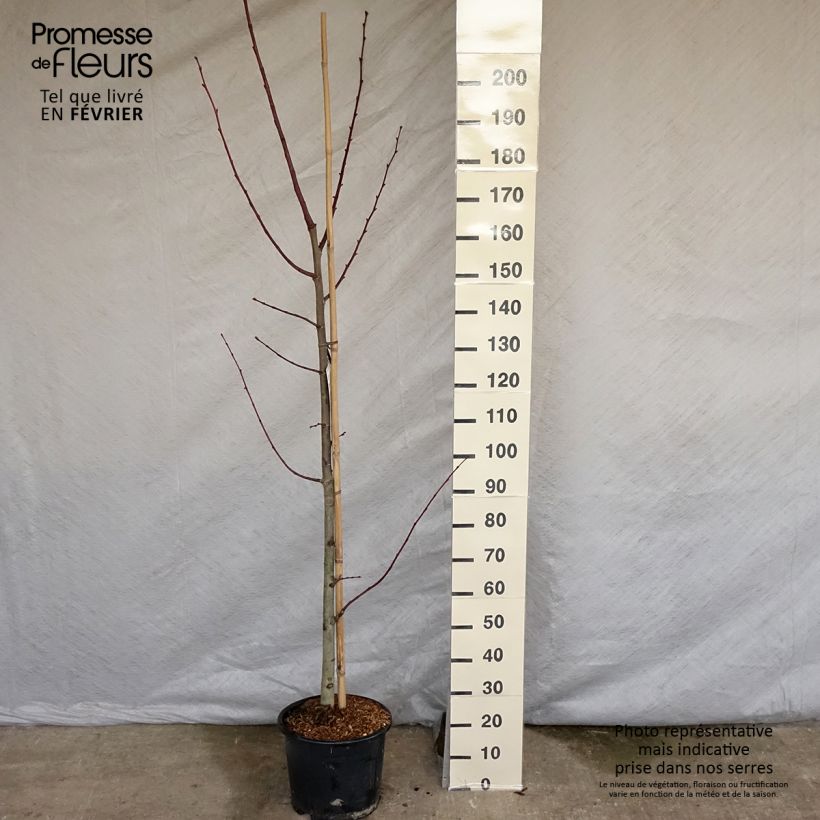 Tilia platyphyllos Rubra - Lime 7.5L/10L pot sample as delivered in winter