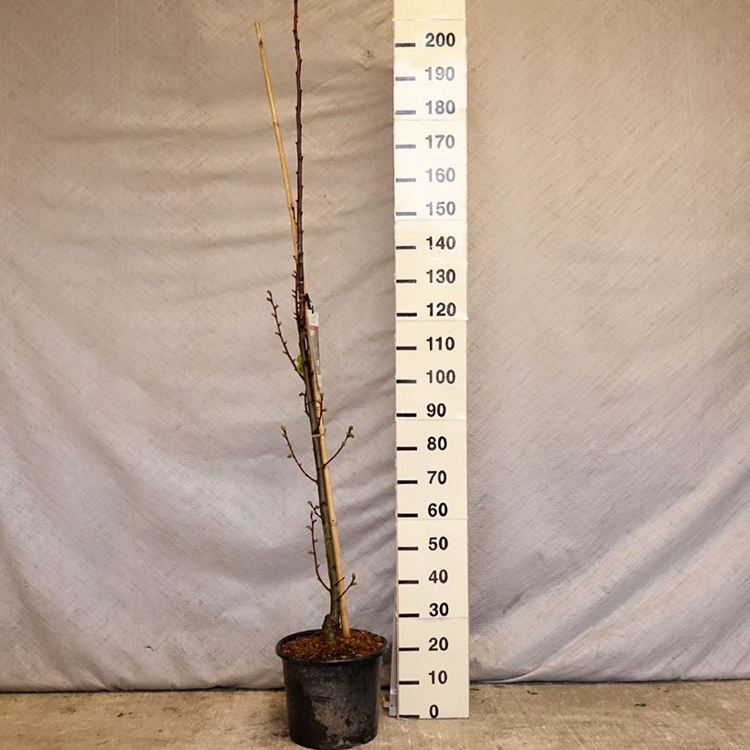 Tilia platyphyllos Rubra - Lime 7.5L/10L pot, Sapling sample as delivered in spring
