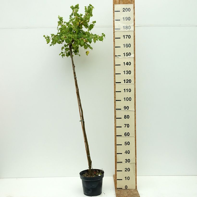 Tilia cordata Simone - Small-leaved Lime 7.5L/10L pot, Standard sample as delivered in summer