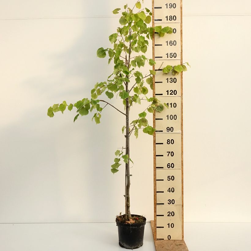 Tilia cordata Swedish Upright - Small-leaved Lime 7.5L/10L pot sample as delivered in summer