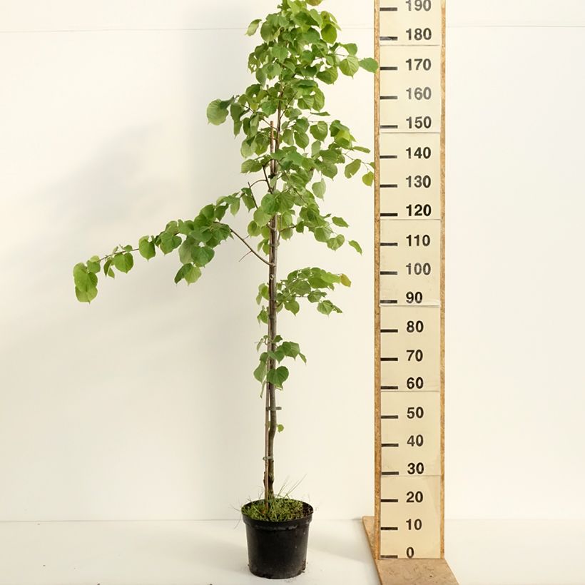 Tilia cordata Swedish Upright - Small-leaved Lime 7.5L/10L pot sample as delivered in spring