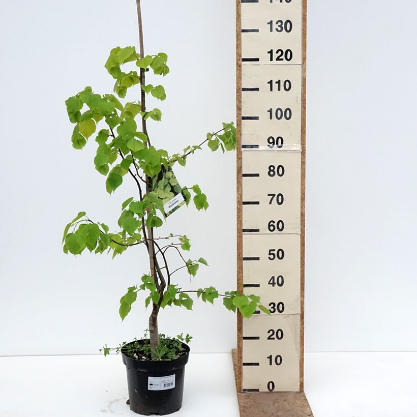 Tilia x europaea Wratislaviensis - Common Lime 7.5L/10L pot sample as delivered in spring