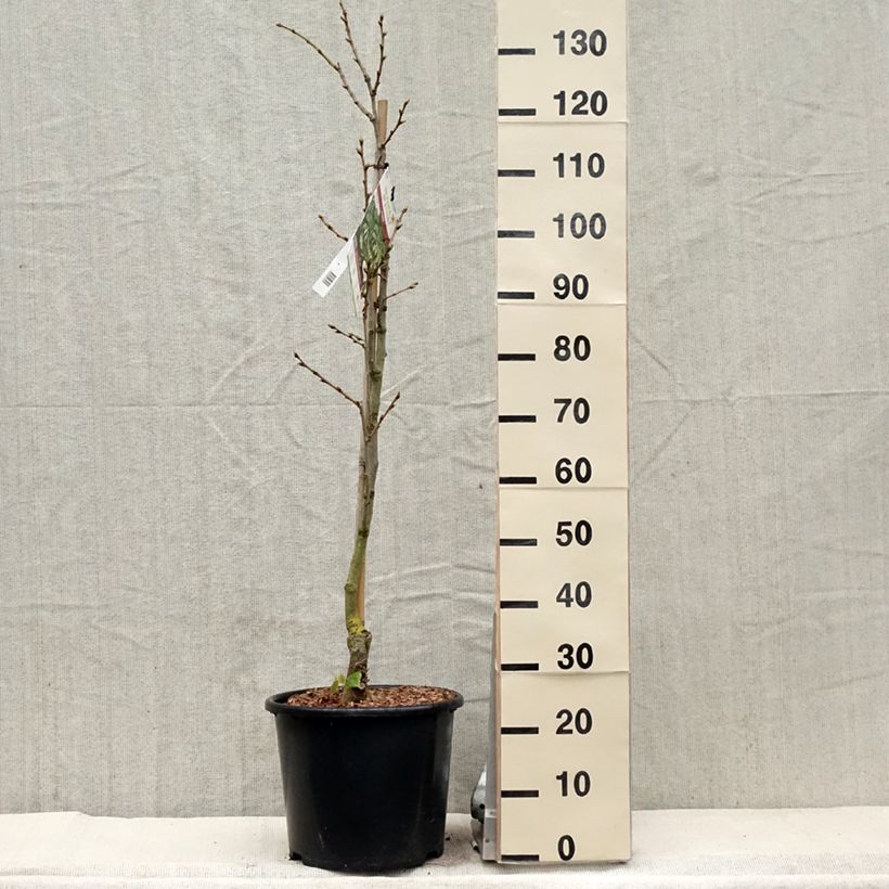 Tilia henryana - Lime 7.5L/10L pot sample as delivered in spring