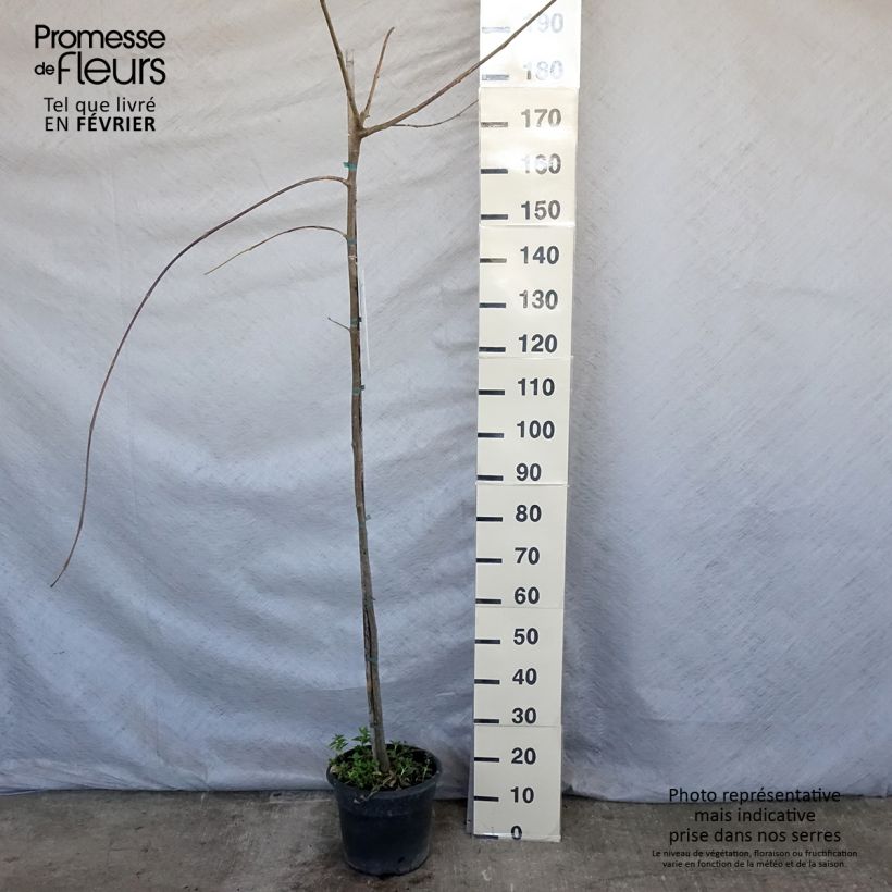 Tipuana tipu 7.5L/10L pot sample as delivered in winter