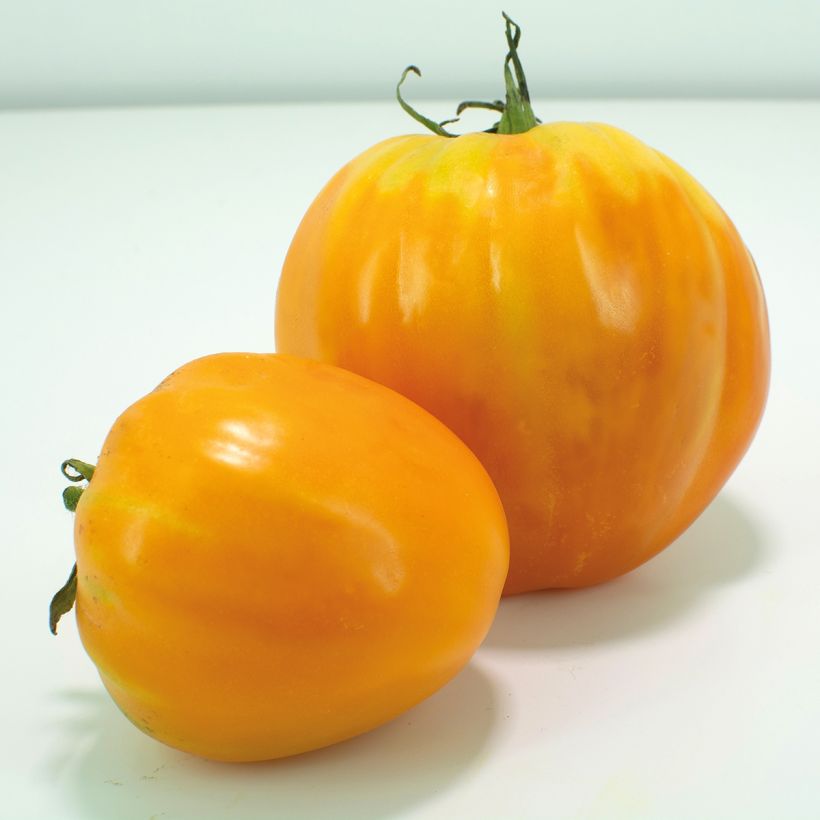 Tomato Ochsenherz Orange Grafted Plants (Harvest)
