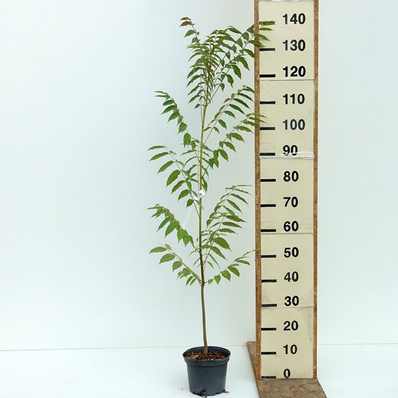 Toona sinensis - Acajou de Chine Pot de 3L/4L sample as delivered in summer