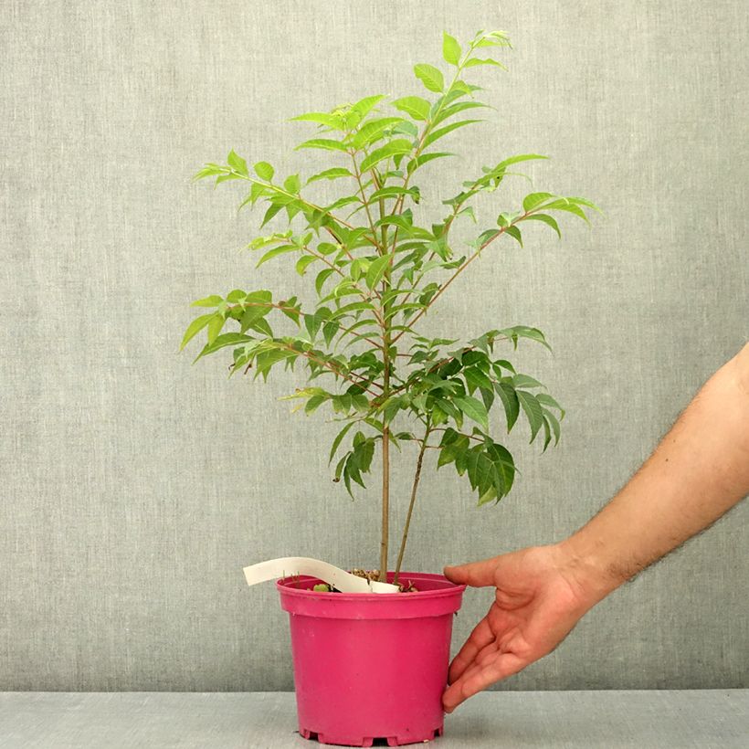 Toona sinensis Flamingo - Chinese Mahogany 2L/3L pot sample as delivered in summer