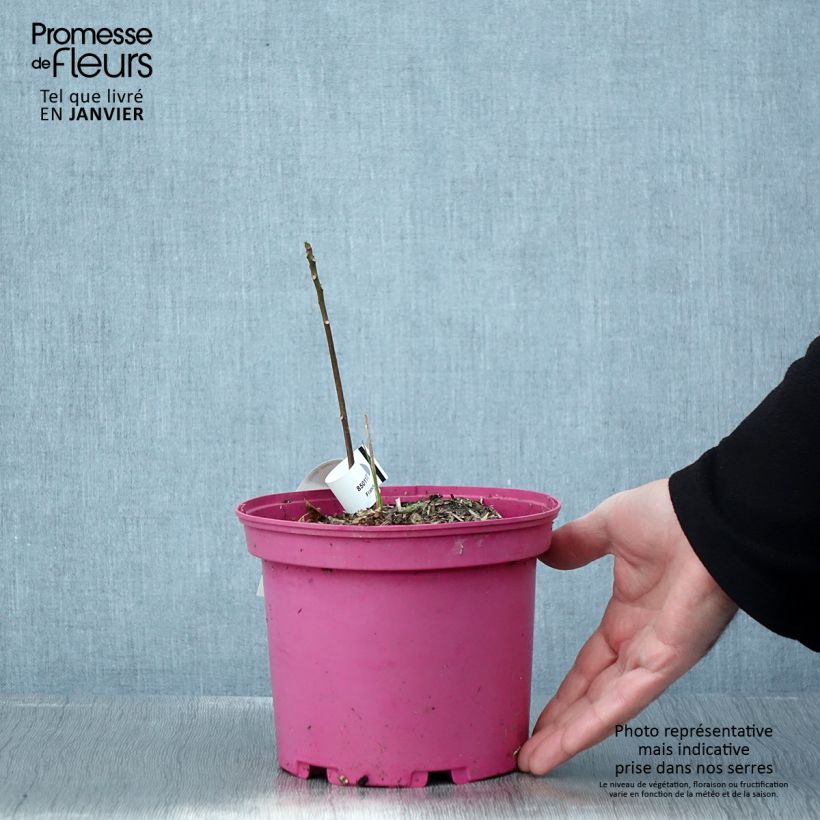 Toona sinensis Flamingo - Chinese Mahogany 2L/3L pot sample as delivered in winter