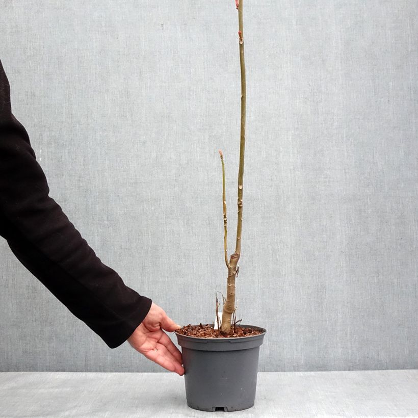 Toona sinensis Flamingo - Chinese Mahogany 2L/3L pot sample as delivered in spring