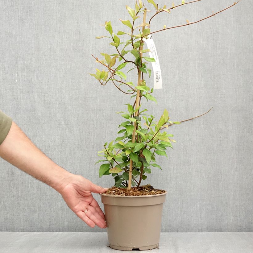 Trachelospermum asiaticum Chili and Vanilla - Asian Jasmine 3L/4L pot sample as delivered in summer