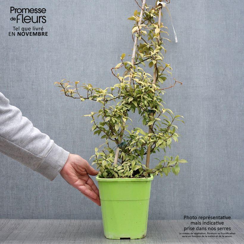 Trachelospermum asiaticum Golden Memories - Asian Jasmine 3L/4L pot sample as delivered in autumn
