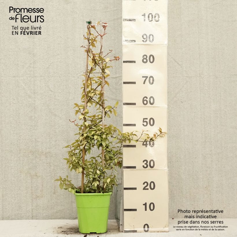 Trachelospermum asiaticum Golden Memories - Asian Jasmine 3L/4L pot sample as delivered in winter