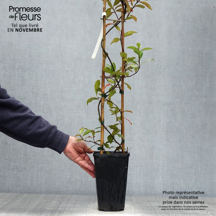 Trachelospermum asiaticum Pink Showers - Asian Jasmine 2L/3L pot sample as delivered in autumn
