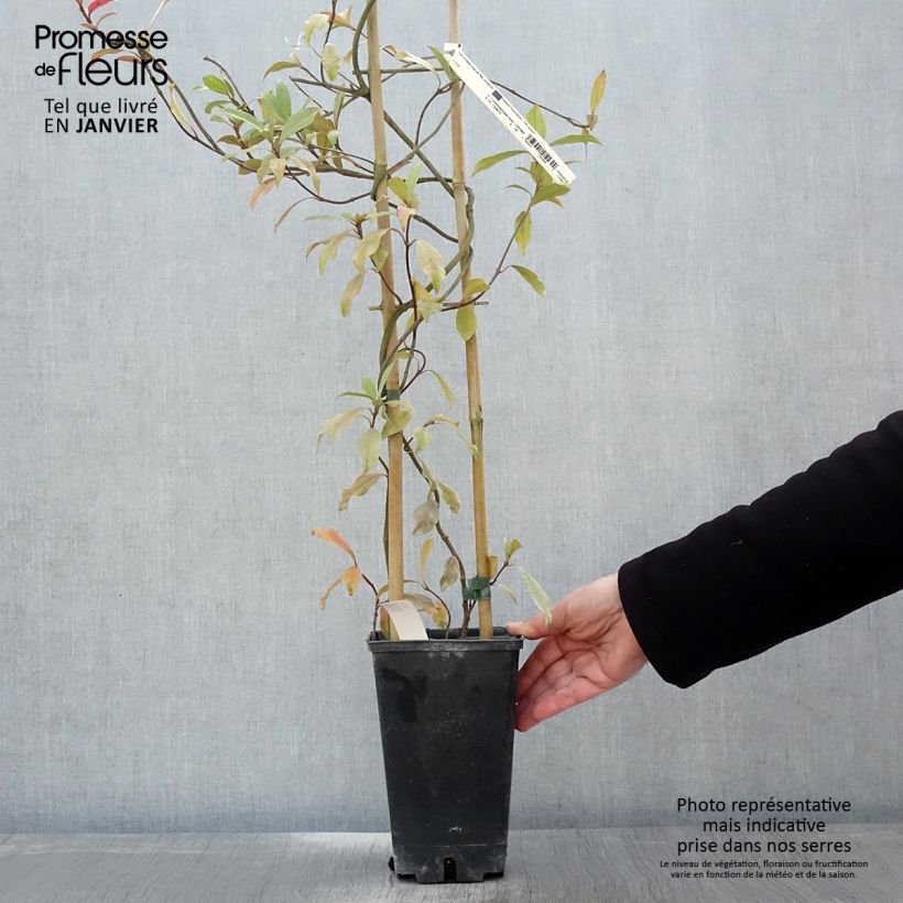 Trachelospermum asiaticum Pink Showers - Asian Jasmine 2L/3L pot sample as delivered in winter