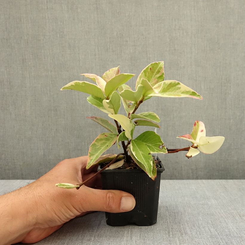 Trachelospermum jasminoides Variegatum - Star Jasmine 8/9 cm pot sample as delivered in spring