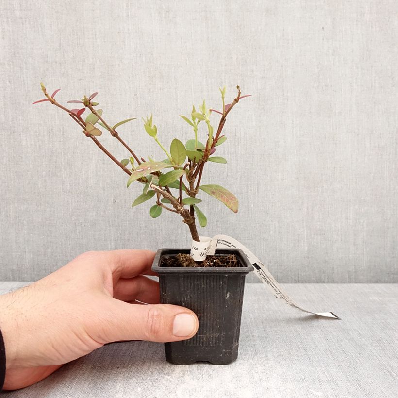 Trachelospermum jasminoides Winter Ruby - Star Jasmine 8/9 cm pot sample as delivered in spring