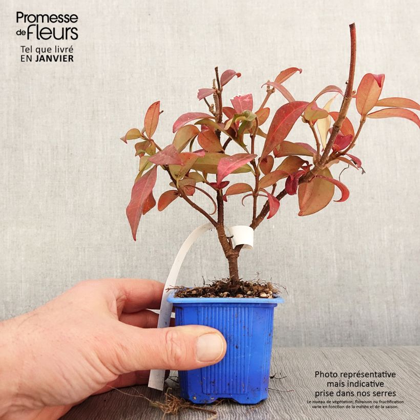 Trachelospermum jasminoides Winter Ruby - Star Jasmine 8/9 cm pot sample as delivered in winter