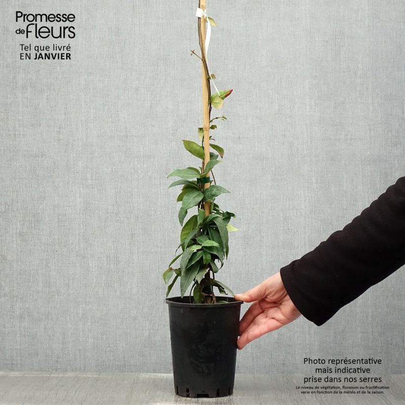 Trachelospermum jasminoides Winter Ruby - Star Jasmine 2L/3L pot sample as delivered in winter