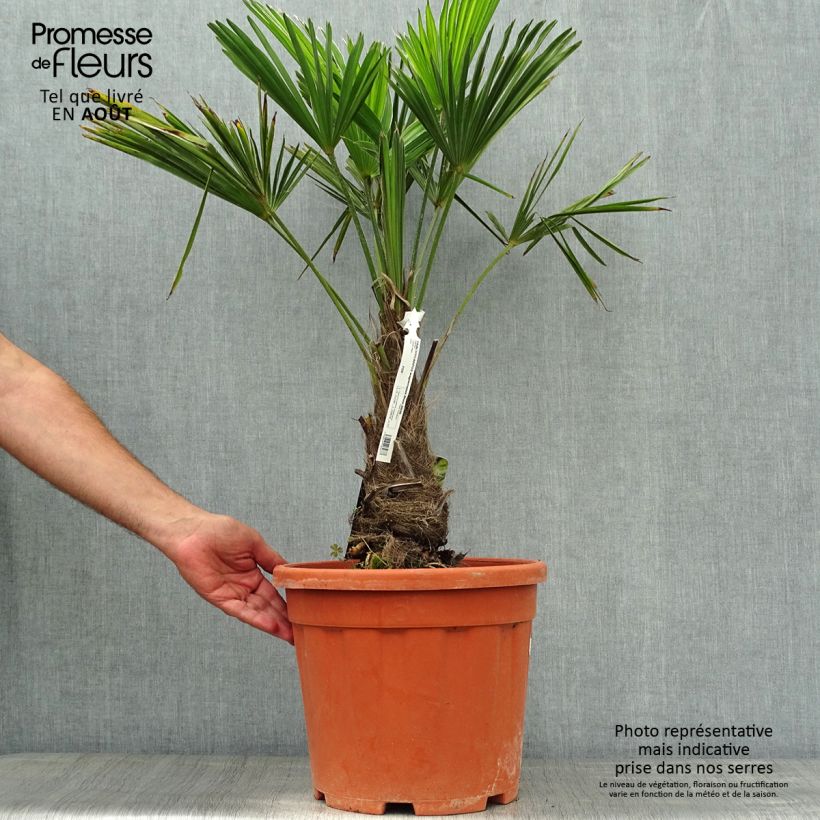 Trachycarpus wagnerianus - Dwarf Chusan Palm 7.5L/10L pot, Standard sample as delivered in summer