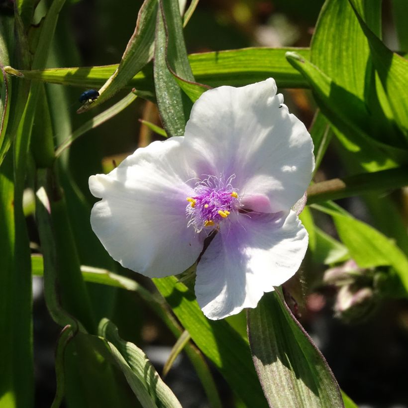 Tradescantia x andersoniana Domaine de Courson (Flowering)