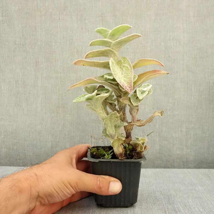 Tradescantia sillamontana 8/9 cm pot sample as delivered in summer