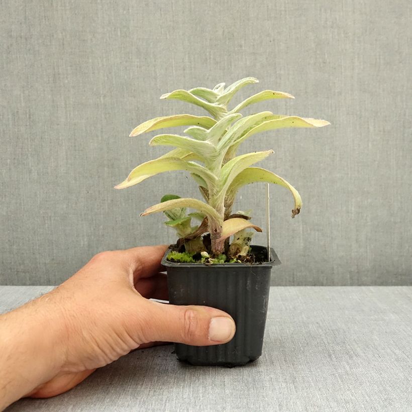Tradescantia sillamontana 8/9 cm pot sample as delivered in spring