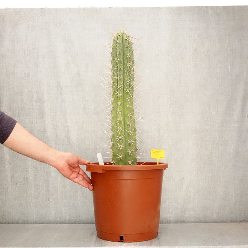 Trichocereus cuzcoensis - Cactus 7.5L/10L pot sample as delivered in spring