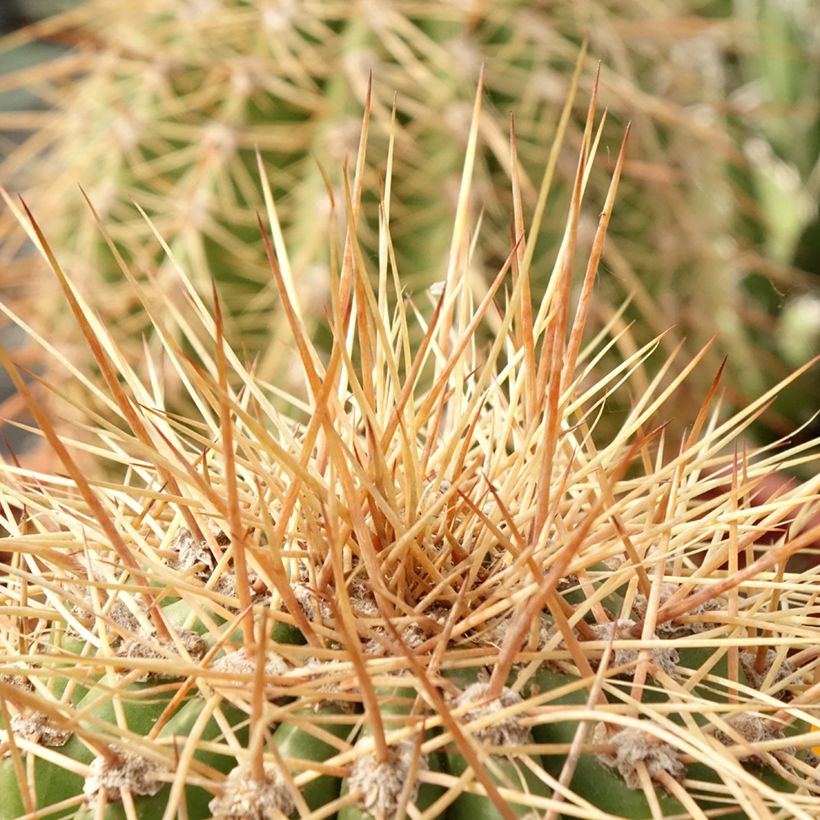 Trichocereus terscheckii  - Cactus (Foliage)