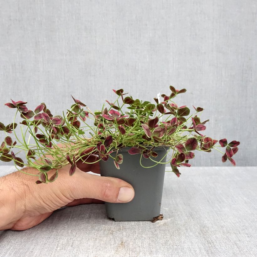 Trifolium repens Estelle 8/9 cm pot sample as delivered in autumn