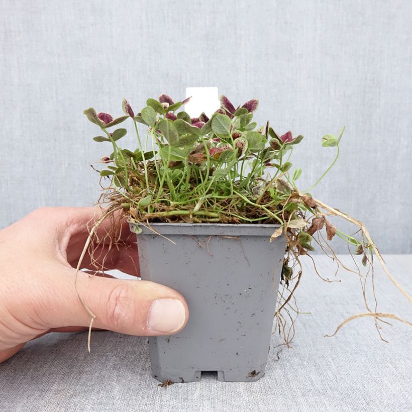 Trifolium repens Estelle 8/9 cm pot sample as delivered in spring