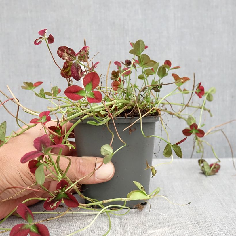 Trifolium repens Isabella 8/9 cm pot sample as delivered in autumn