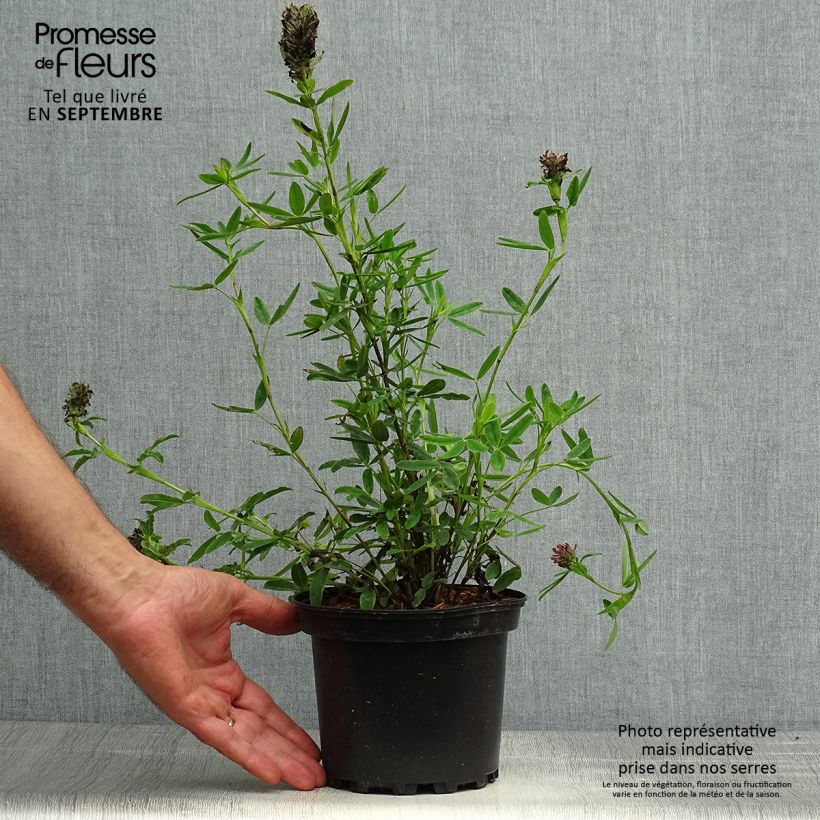 Trifolium rubens  2L/3L pot sample as delivered in autumn