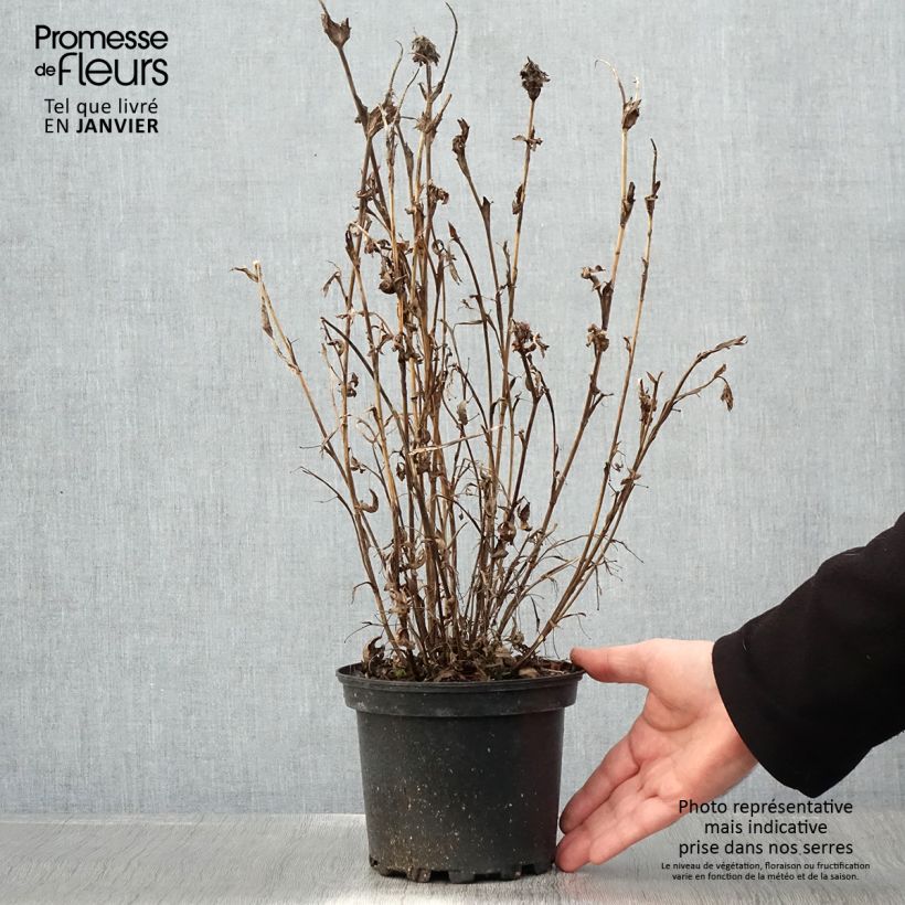 Trifolium rubens  2L/3L pot sample as delivered in winter