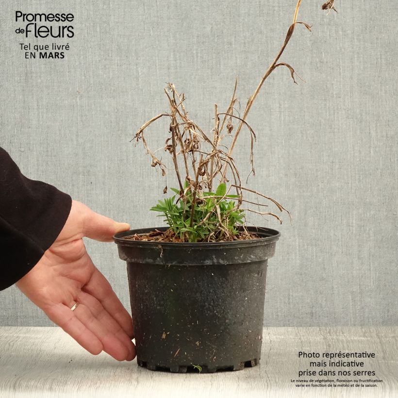 Trifolium rubens  2L/3L pot sample as delivered in spring