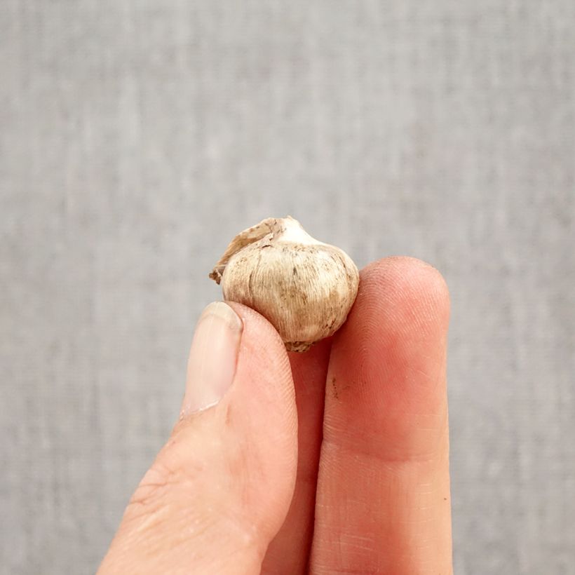 Triteleia Aquarius Bulb size 5+ sample as delivered in spring