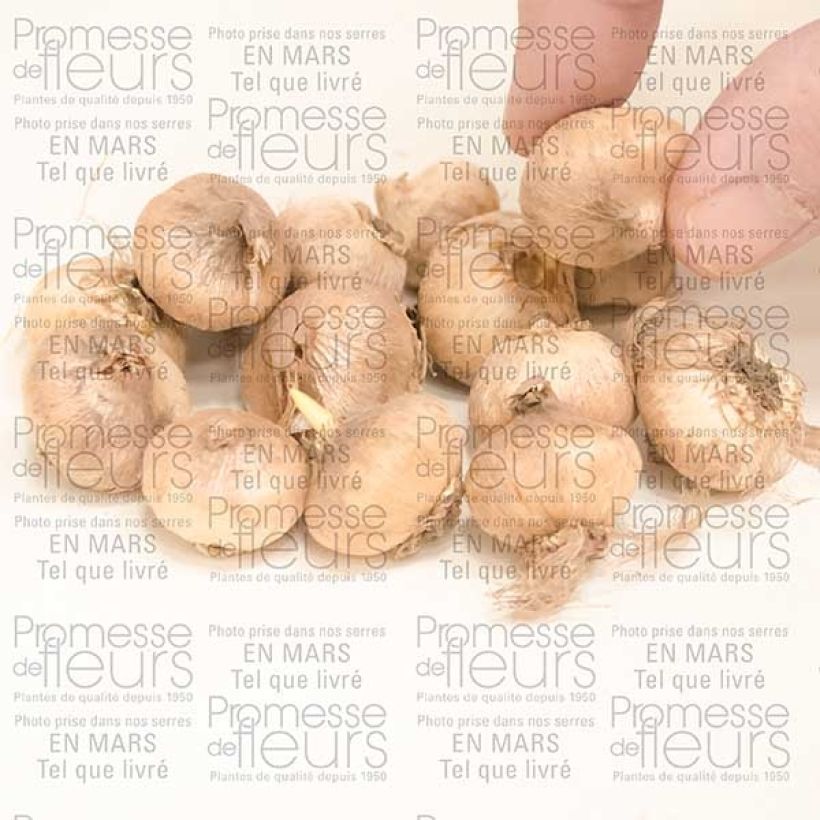 Example of Triteleia Rudy Bulb size 5+ specimen as delivered
