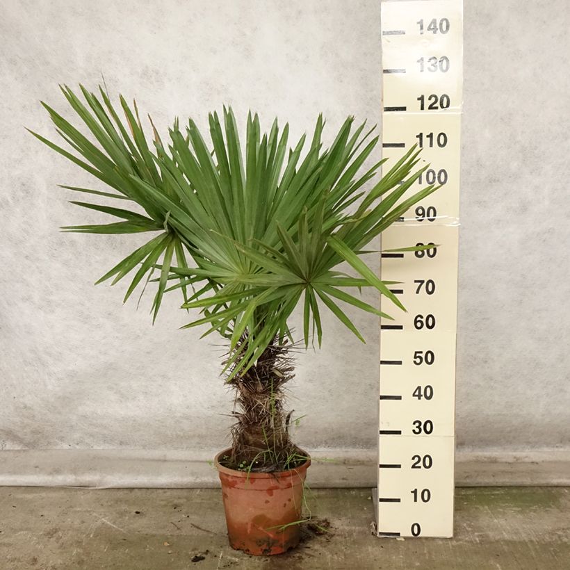 Trithrinax campestris - Caranday Palm 7.5L/10L pot sample as delivered in autumn