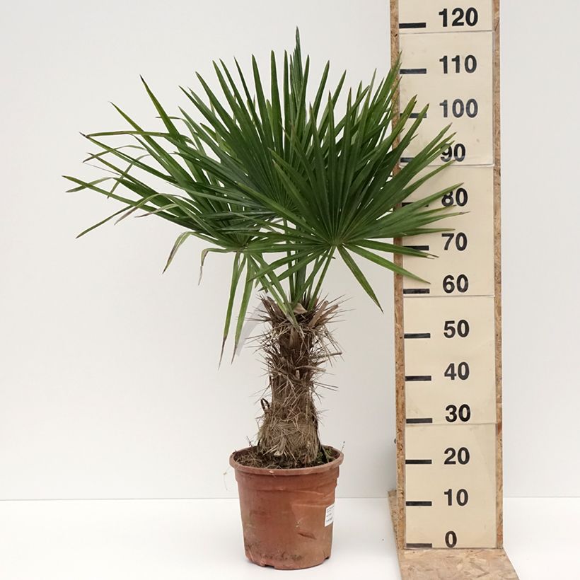 Trithrinax campestris - Caranday Palm 7.5L/10L pot sample as delivered in winter