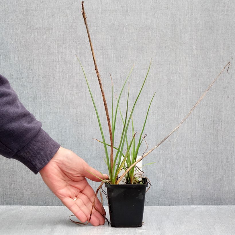 Kniphofia uvaria Lemon Popsicle - Red Hot Poker 8/9 cm pot sample as delivered in autumn