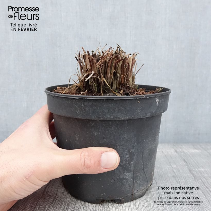 Kniphofia uvaria Nancys Red - Red Hot Poker 2L/3L pot sample as delivered in winter