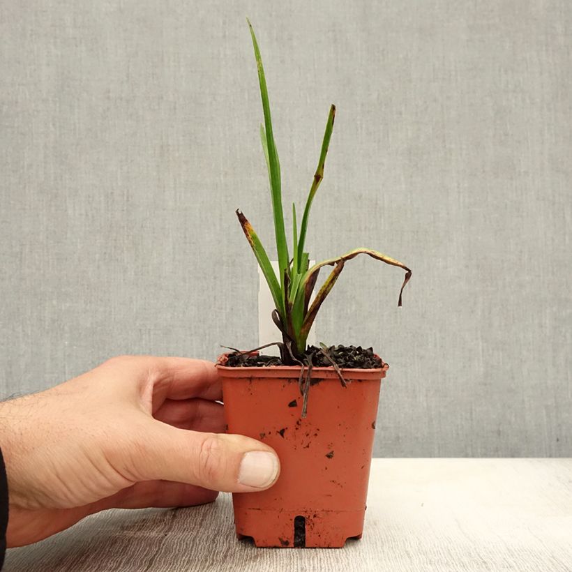 Kniphofia uvaria Orange Vanilla Popsicle - Red Hot Poker 8/9 cm pot sample as delivered in autumn