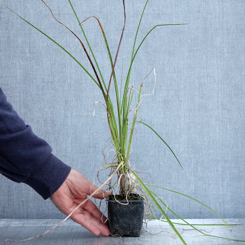 Kniphofia uvaria Papaya Popsicle - Red Hot Poker 8/9 cm pot sample as delivered in autumn