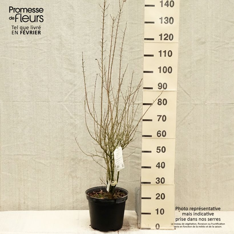 Common Privet - Ligustrum vulgare Atrovirens 7.5L/10L pot sample as delivered in winter