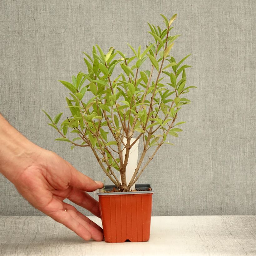 Common Privet - Ligustrum vulgare Atrovirens 8/9 cm pot sample as delivered in summer
