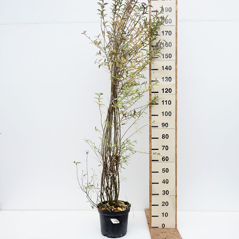 Common Privet - Ligustrum vulgare Atrovirens 7.5L/10L pot sample as delivered in autumn