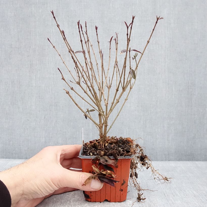 Common Privet - Ligustrum vulgare Lodense 8/9 cm pot sample as delivered in winter