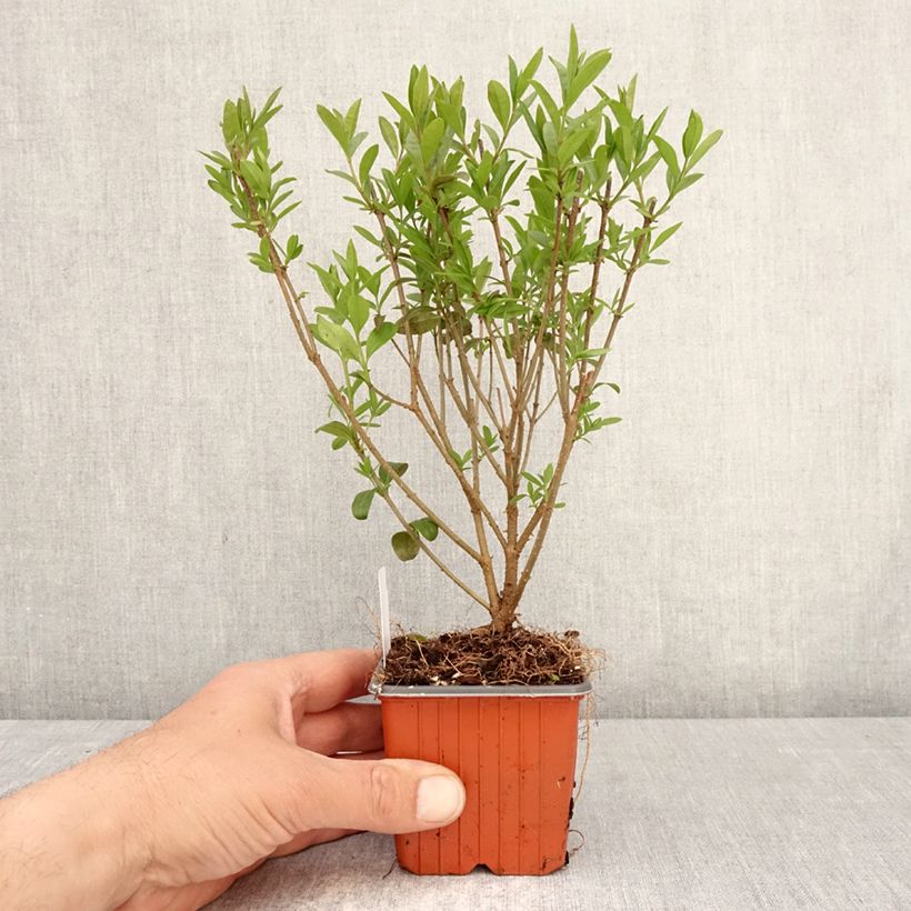 Common Privet - Ligustrum vulgare Lodense 8/9 cm pot sample as delivered in spring