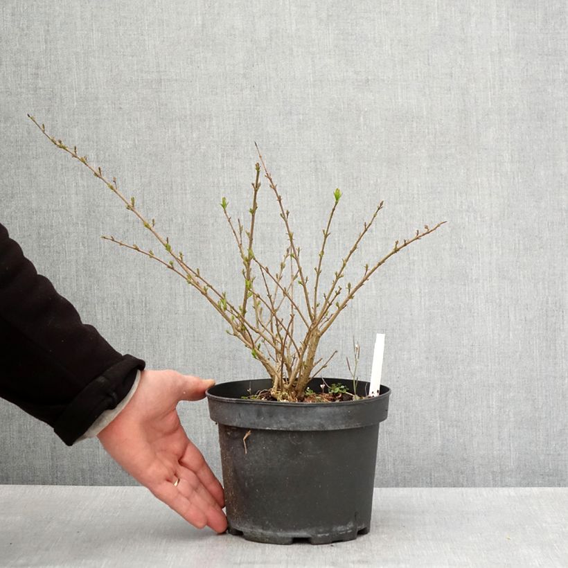 Common Privet - Ligustrum vulgare Lodense 3L/4L pot sample as delivered in spring