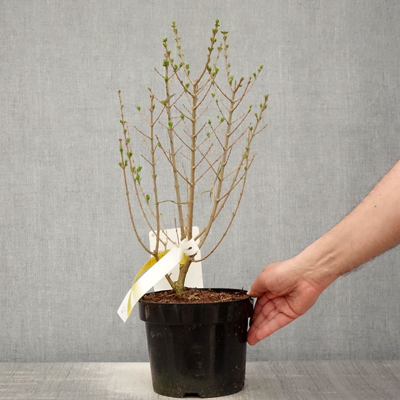 Ligustrum ovalifolium Green Diamond - Garden Privet 2L/3L pot sample as delivered in spring